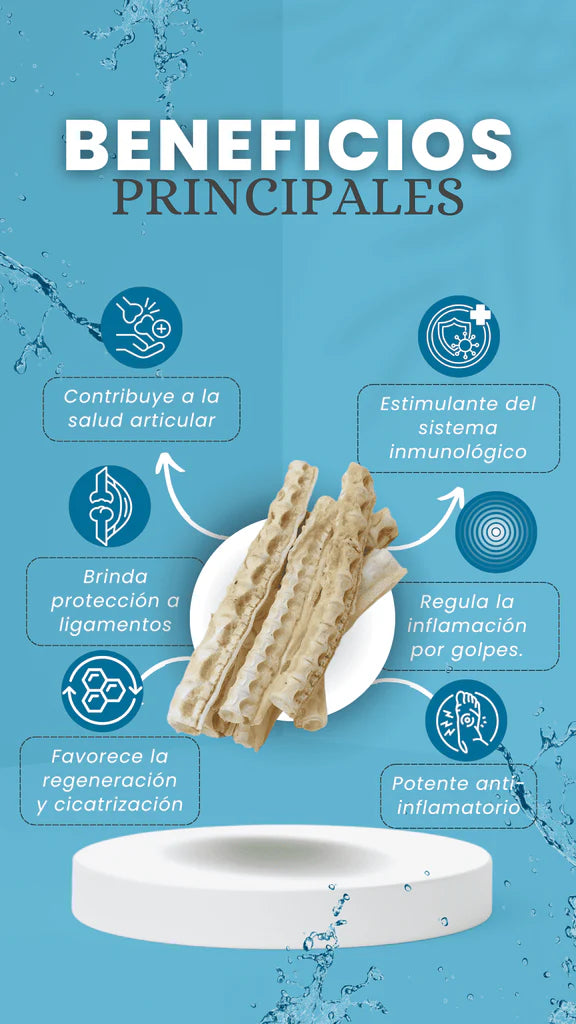 Cartilago de Tiburon
